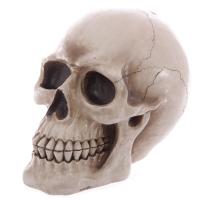  Life Size Realistic Skull Money box 